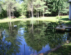 algae picture