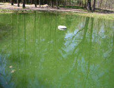 algae picture